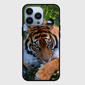Чехол для iPhone 13 Pro с принтом Скромный тигр в Екатеринбурге,  |  | Тематика изображения на принте: дикие | лев | милые | новинки | орел | популярные | прикольные | природа | птицы | тигр | яркие