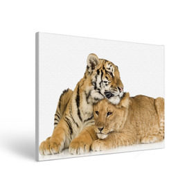 Холст прямоугольный с принтом Тигр и львица в Екатеринбурге, 100% ПВХ |  | Тематика изображения на принте: дикие | милые | природа | тигр | яркие