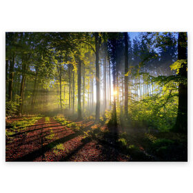 Поздравительная открытка с принтом Утро в лесу в Екатеринбурге, 100% бумага | плотность бумаги 280 г/м2, матовая, на обратной стороне линовка и место для марки
 | bright | fog | forest | morning | sun | tree | trees | дерево | деревья | лес | солнце | туман | утро | яркое