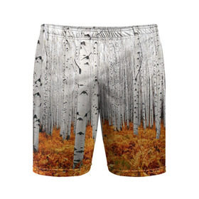 Мужские шорты 3D спортивные с принтом Березовая роща в Екатеринбурге,  |  | birch | birch grove | ferns | forest | trees | березовая | березы | деревья | лес | папоротник | роща