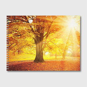 Альбом для рисования с принтом Осень в Екатеринбурге, 100% бумага
 | матовая бумага, плотность 200 мг. | autumn | bright | colors | forest | paint | trees | деревья | краски | лес | осень | цвета | яркие