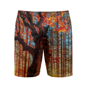 Мужские шорты 3D спортивные с принтом Осень в Екатеринбурге,  |  | Тематика изображения на принте: autumn | bright | colors | forest | trees | деревья | краски | лес | лучи | осень | солнце | цвета | яркие