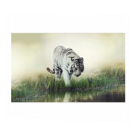 Бумага для упаковки 3D с принтом Белый тигр в Екатеринбурге, пластик и полированная сталь | круглая форма, металлическое крепление в виде кольца | дикая кошка | природа | тигр | хищник