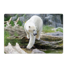 Магнитный плакат 3Х2 с принтом Белый медведь в Екатеринбурге, Полимерный материал с магнитным слоем | 6 деталей размером 9*9 см | арктика