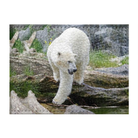 Обложка для студенческого билета с принтом Белый медведь в Екатеринбурге, натуральная кожа | Размер: 11*8 см; Печать на всей внешней стороне | арктика