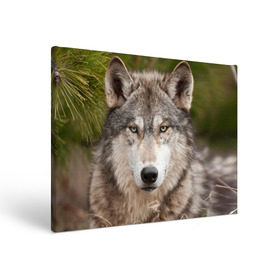 Холст прямоугольный с принтом Волк в Екатеринбурге, 100% ПВХ |  | animal | eyes | forest | predator | wild | wolf | взгляд | волк | дикий | животное | зверь | лес | хищник
