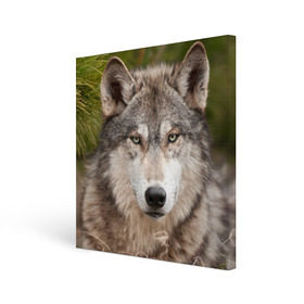Холст квадратный с принтом Волк в Екатеринбурге, 100% ПВХ |  | animal | eyes | forest | predator | wild | wolf | взгляд | волк | дикий | животное | зверь | лес | хищник