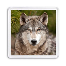 Магнит 55*55 с принтом Волк в Екатеринбурге, Пластик | Размер: 65*65 мм; Размер печати: 55*55 мм | animal | eyes | forest | predator | wild | wolf | взгляд | волк | дикий | животное | зверь | лес | хищник