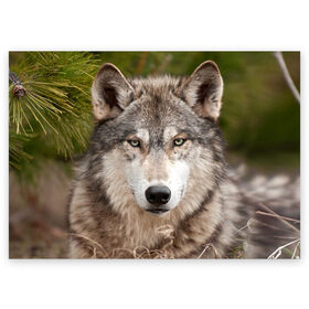Поздравительная открытка с принтом Волк в Екатеринбурге, 100% бумага | плотность бумаги 280 г/м2, матовая, на обратной стороне линовка и место для марки
 | animal | eyes | forest | predator | wild | wolf | взгляд | волк | дикий | животное | зверь | лес | хищник
