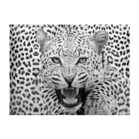 Обложка для студенческого билета с принтом Леопард в Екатеринбурге, натуральная кожа | Размер: 11*8 см; Печать на всей внешней стороне | Тематика изображения на принте: animal | eyes | jaws | leopard | malicious | predator | spotted | teeth | wild | взгляд | дикий | животное | злой | клыки | леопард | оскал | пасть | пятнистый | хищник