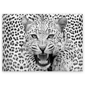 Поздравительная открытка с принтом Леопард в Екатеринбурге, 100% бумага | плотность бумаги 280 г/м2, матовая, на обратной стороне линовка и место для марки
 | animal | eyes | jaws | leopard | malicious | predator | spotted | teeth | wild | взгляд | дикий | животное | злой | клыки | леопард | оскал | пасть | пятнистый | хищник
