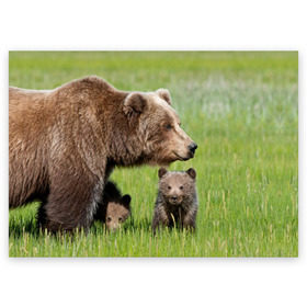 Поздравительная открытка с принтом Медведи в Екатеринбурге, 100% бумага | плотность бумаги 280 г/м2, матовая, на обратной стороне линовка и место для марки
 | animals | bears | children | family | green | meadow | mother | predators | дети | животные | зеленая | мама | медведи | поляна | семья | хищники