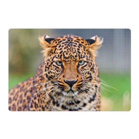 Магнитный плакат 3Х2 с принтом Леопард в Екатеринбурге, Полимерный материал с магнитным слоем | 6 деталей размером 9*9 см | Тематика изображения на принте: animal | leopard | look | predator | spotted | wild | взгляд | дикий | животное | леопард | пятнистый | хищник
