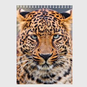 Скетчбук с принтом Леопард в Екатеринбурге, 100% бумага
 | 48 листов, плотность листов — 100 г/м2, плотность картонной обложки — 250 г/м2. Листы скреплены сверху удобной пружинной спиралью | animal | leopard | look | predator | spotted | wild | взгляд | дикий | животное | леопард | пятнистый | хищник