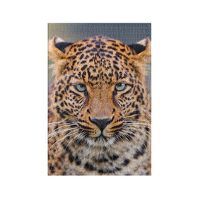 Обложка для паспорта матовая кожа с принтом Леопард в Екатеринбурге, натуральная матовая кожа | размер 19,3 х 13,7 см; прозрачные пластиковые крепления | Тематика изображения на принте: animal | leopard | look | predator | spotted | wild | взгляд | дикий | животное | леопард | пятнистый | хищник