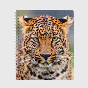 Тетрадь с принтом Леопард в Екатеринбурге, 100% бумага | 48 листов, плотность листов — 60 г/м2, плотность картонной обложки — 250 г/м2. Листы скреплены сбоку удобной пружинной спиралью. Уголки страниц и обложки скругленные. Цвет линий — светло-серый
 | animal | leopard | look | predator | spotted | wild | взгляд | дикий | животное | леопард | пятнистый | хищник