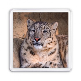 Магнит 55*55 с принтом Леопард в Екатеринбурге, Пластик | Размер: 65*65 мм; Размер печати: 55*55 мм | animal | leopard | look | predator | spotted | wild | взгляд | дикий | животное | леопард | пятнистый | хищник