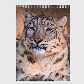 Скетчбук с принтом Леопард в Екатеринбурге, 100% бумага
 | 48 листов, плотность листов — 100 г/м2, плотность картонной обложки — 250 г/м2. Листы скреплены сверху удобной пружинной спиралью | animal | leopard | look | predator | spotted | wild | взгляд | дикий | животное | леопард | пятнистый | хищник