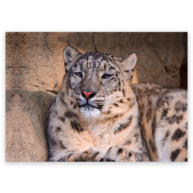 Поздравительная открытка с принтом Леопард в Екатеринбурге, 100% бумага | плотность бумаги 280 г/м2, матовая, на обратной стороне линовка и место для марки
 | animal | leopard | look | predator | spotted | wild | взгляд | дикий | животное | леопард | пятнистый | хищник