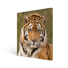 Холст квадратный с принтом Тигр в Екатеринбурге, 100% ПВХ |  | animal | predator | striped | tiger | view | wild | взгляд | дикий | животное | полосатый | тигр | хищник