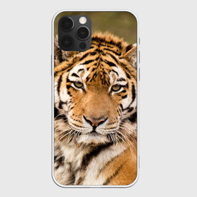 Чехол для iPhone 12 Pro Max с принтом Тигр в Екатеринбурге, Силикон |  | animal | predator | striped | tiger | view | wild | взгляд | дикий | животное | полосатый | тигр | хищник