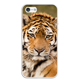 Чехол для iPhone 5/5S матовый с принтом Тигр в Екатеринбурге, Силикон | Область печати: задняя сторона чехла, без боковых панелей | animal | predator | striped | tiger | view | wild | взгляд | дикий | животное | полосатый | тигр | хищник