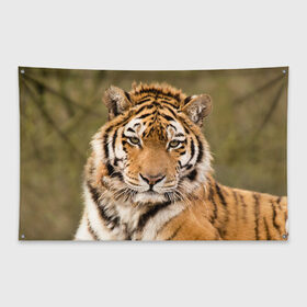 Флаг-баннер с принтом Тигр в Екатеринбурге, 100% полиэстер | размер 67 х 109 см, плотность ткани — 95 г/м2; по краям флага есть четыре люверса для крепления | animal | predator | striped | tiger | view | wild | взгляд | дикий | животное | полосатый | тигр | хищник