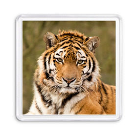 Магнит 55*55 с принтом Тигр в Екатеринбурге, Пластик | Размер: 65*65 мм; Размер печати: 55*55 мм | animal | predator | striped | tiger | view | wild | взгляд | дикий | животное | полосатый | тигр | хищник