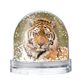 Снежный шар с принтом Тигр в Екатеринбурге, Пластик | Изображение внутри шара печатается на глянцевой фотобумаге с двух сторон | animal | predator | striped | tiger | view | wild | взгляд | дикий | животное | полосатый | тигр | хищник