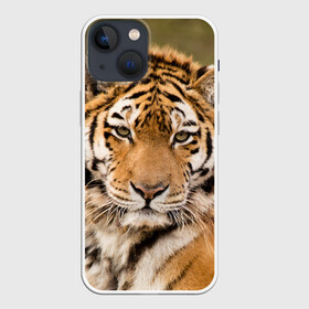 Чехол для iPhone 13 mini с принтом Тигр в Екатеринбурге,  |  | animal | predator | striped | tiger | view | wild | взгляд | дикий | животное | полосатый | тигр | хищник