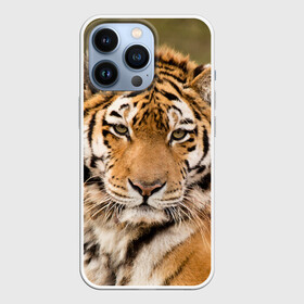 Чехол для iPhone 13 Pro с принтом Тигр в Екатеринбурге,  |  | animal | predator | striped | tiger | view | wild | взгляд | дикий | животное | полосатый | тигр | хищник