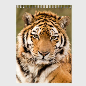 Скетчбук с принтом Тигр в Екатеринбурге, 100% бумага
 | 48 листов, плотность листов — 100 г/м2, плотность картонной обложки — 250 г/м2. Листы скреплены сверху удобной пружинной спиралью | animal | predator | striped | tiger | view | wild | взгляд | дикий | животное | полосатый | тигр | хищник