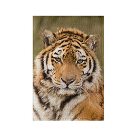 Обложка для паспорта матовая кожа с принтом Тигр в Екатеринбурге, натуральная матовая кожа | размер 19,3 х 13,7 см; прозрачные пластиковые крепления | Тематика изображения на принте: animal | predator | striped | tiger | view | wild | взгляд | дикий | животное | полосатый | тигр | хищник