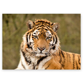 Поздравительная открытка с принтом Тигр в Екатеринбурге, 100% бумага | плотность бумаги 280 г/м2, матовая, на обратной стороне линовка и место для марки
 | animal | predator | striped | tiger | view | wild | взгляд | дикий | животное | полосатый | тигр | хищник