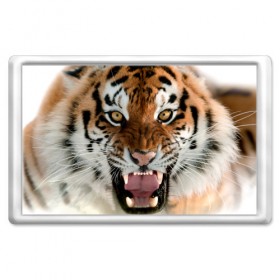 Магнит 45*70 с принтом Тигр в Екатеринбурге, Пластик | Размер: 78*52 мм; Размер печати: 70*45 | animal | predator | striped | tiger | view | wild | взгляд | дикий | животное | полосатый | тигр | хищник