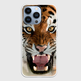 Чехол для iPhone 13 Pro с принтом Тигр в Екатеринбурге,  |  | animal | predator | striped | tiger | view | wild | взгляд | дикий | животное | полосатый | тигр | хищник