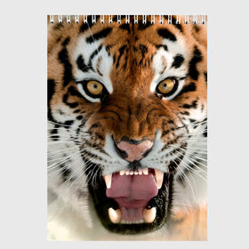 Скетчбук с принтом Тигр в Екатеринбурге, 100% бумага
 | 48 листов, плотность листов — 100 г/м2, плотность картонной обложки — 250 г/м2. Листы скреплены сверху удобной пружинной спиралью | animal | predator | striped | tiger | view | wild | взгляд | дикий | животное | полосатый | тигр | хищник