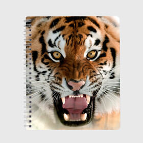 Тетрадь с принтом Тигр в Екатеринбурге, 100% бумага | 48 листов, плотность листов — 60 г/м2, плотность картонной обложки — 250 г/м2. Листы скреплены сбоку удобной пружинной спиралью. Уголки страниц и обложки скругленные. Цвет линий — светло-серый
 | animal | predator | striped | tiger | view | wild | взгляд | дикий | животное | полосатый | тигр | хищник