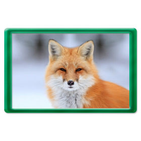 Магнит 45*70 с принтом Лиса в Екатеринбурге, Пластик | Размер: 78*52 мм; Размер печати: 70*45 | animal | fox | look | predator | red | sly | wild | взгляд | дикая | животное | лиса | рыжая | хитрая | хищник