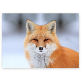 Поздравительная открытка с принтом Лиса в Екатеринбурге, 100% бумага | плотность бумаги 280 г/м2, матовая, на обратной стороне линовка и место для марки
 | animal | fox | look | predator | red | sly | wild | взгляд | дикая | животное | лиса | рыжая | хитрая | хищник
