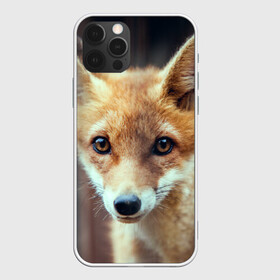 Чехол для iPhone 12 Pro с принтом Лиса в Екатеринбурге, силикон | область печати: задняя сторона чехла, без боковых панелей | animal | baby | fox | look | predator | red | sly | wild | взгляд | дикая | животное | лиса | малыш | рыжая | хитрая | хищник