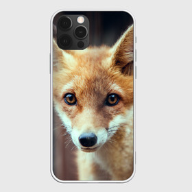 Чехол для iPhone 12 Pro Max с принтом Лиса в Екатеринбурге, Силикон |  | Тематика изображения на принте: animal | baby | fox | look | predator | red | sly | wild | взгляд | дикая | животное | лиса | малыш | рыжая | хитрая | хищник