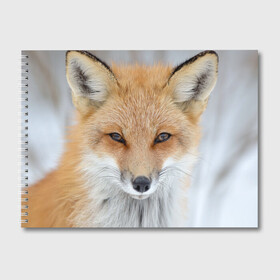 Альбом для рисования с принтом Лиса в Екатеринбурге, 100% бумага
 | матовая бумага, плотность 200 мг. | animal | baby | fox | look | predator | red | sly | wild | взгляд | дикая | животное | лиса | малыш | рыжая | хитрая | хищник