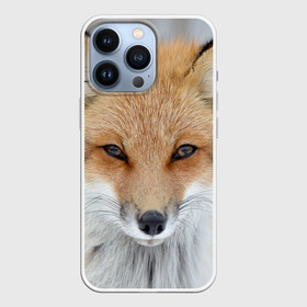 Чехол для iPhone 13 Pro с принтом Лиса в Екатеринбурге,  |  | animal | baby | fox | look | predator | red | sly | wild | взгляд | дикая | животное | лиса | малыш | рыжая | хитрая | хищник