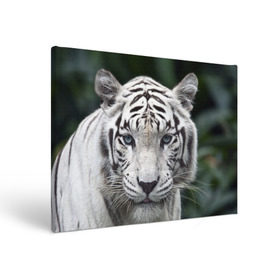 Холст прямоугольный с принтом Белый тигр в Екатеринбурге, 100% ПВХ |  | Тематика изображения на принте: animal | jungle | look | predator | tiger | white | wild | белый | взгляд | джунгли | дикий | животное | тигр | хищник