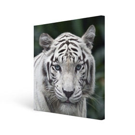 Холст квадратный с принтом Белый тигр в Екатеринбурге, 100% ПВХ |  | animal | jungle | look | predator | tiger | white | wild | белый | взгляд | джунгли | дикий | животное | тигр | хищник