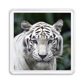 Магнит 55*55 с принтом Белый тигр в Екатеринбурге, Пластик | Размер: 65*65 мм; Размер печати: 55*55 мм | Тематика изображения на принте: animal | jungle | look | predator | tiger | white | wild | белый | взгляд | джунгли | дикий | животное | тигр | хищник