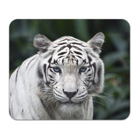 Коврик прямоугольный с принтом Белый тигр в Екатеринбурге, натуральный каучук | размер 230 х 185 мм; запечатка лицевой стороны | animal | jungle | look | predator | tiger | white | wild | белый | взгляд | джунгли | дикий | животное | тигр | хищник