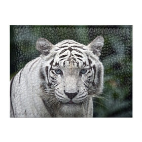 Обложка для студенческого билета с принтом Белый тигр в Екатеринбурге, натуральная кожа | Размер: 11*8 см; Печать на всей внешней стороне | Тематика изображения на принте: animal | jungle | look | predator | tiger | white | wild | белый | взгляд | джунгли | дикий | животное | тигр | хищник