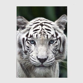Постер с принтом Белый тигр в Екатеринбурге, 100% бумага
 | бумага, плотность 150 мг. Матовая, но за счет высокого коэффициента гладкости имеет небольшой блеск и дает на свету блики, но в отличии от глянцевой бумаги не покрыта лаком | animal | jungle | look | predator | tiger | white | wild | белый | взгляд | джунгли | дикий | животное | тигр | хищник